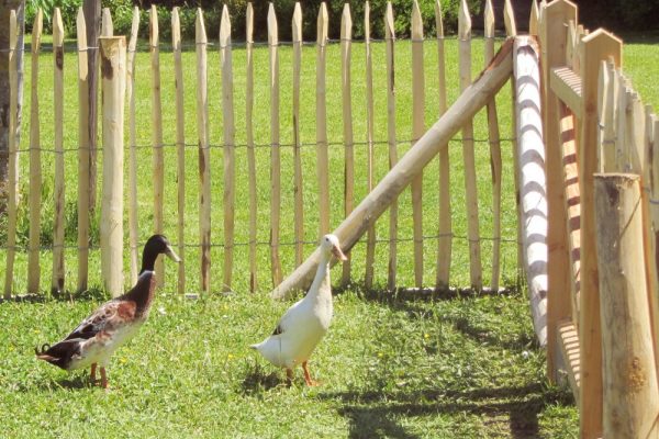 Staketenzaun Kastanie