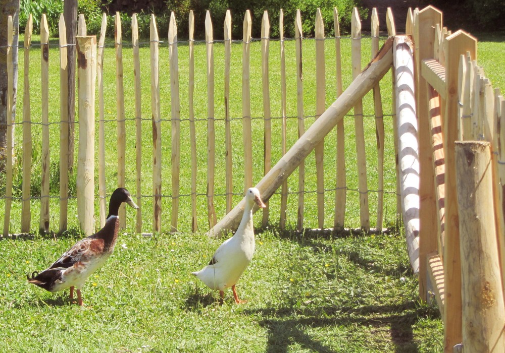 Staketenzaun Kastanie